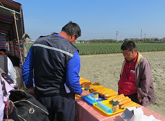 農友檢視省工栽培模式所生產的玉米