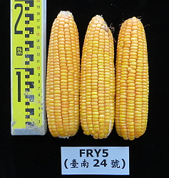 臺南 24 號種植於麥寮仍果穗飽滿