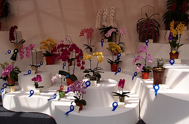蝴蝶蘭大獎花展示區