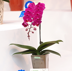 絲絨質感深紅色小花(Tn96-39)獲得大會-蝴蝶蘭屬及其聯屬組-迷你多花交配種Ⅱ中第一獎殊榮