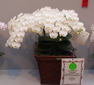 小白花植株(Tn96-64)獲美國蘭花協會授與栽培獎