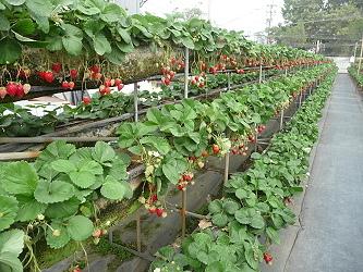 高架方式種植草莓