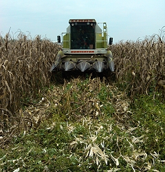 硬質玉米機械採收