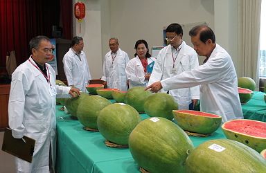 高品質西瓜競賽評審中