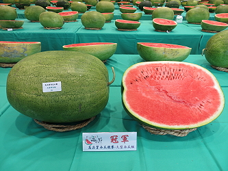 高品質西瓜競賽 - 大型西瓜組冠軍瓜品
