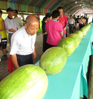 高品質西瓜競賽之得獎瓜品展示 