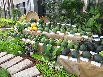 西瓜品種展示 