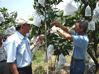 在成果觀摩會展示生產之高品質芒果 