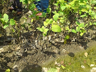 四湖地區毛豆長期浸水，已呈現黃化枯萎 