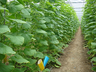 香瓜健康管理示範園區栽植情形