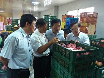 陳副主委仔細觀察外銷芒果優良品質 