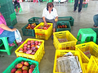 經驗老到選果員仔細分辨品質