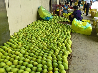 清涼消暑的金煌芒果排排站，等著被選上外銷新加坡