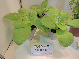 本場參展項目－不結球白菜台南 3 號 
