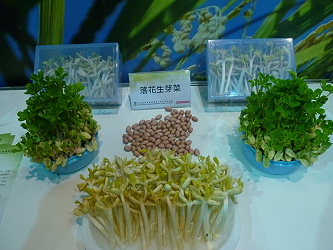 本場參展項目－落花生芽菜 