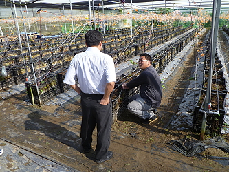 王仕賢場長提供介質栽培管理專家意見