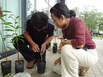 學員練習芒果嫁接