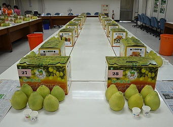 麻豆區參賽者之文旦柚果實整齊排列桌上