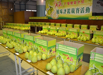 下營區參賽者之文旦柚果實整齊排列桌上