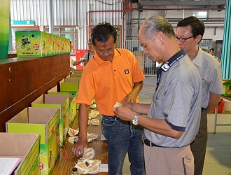 下營地區文旦評鑑評審逐一試吃及評比風味及口感