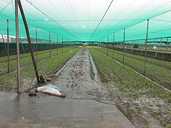 網室葉菜受雨影響致生長遲緩