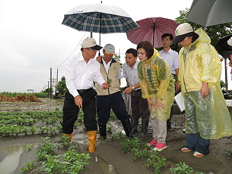 陳主委視察雲林縣虎尾鎮落花生災損