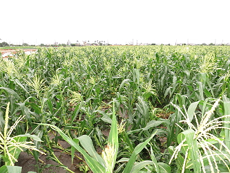 玉米花期遇雨影響授粉且暴雨導致部份植株倒伏