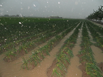 青蔥受暴雨影響導致植株倒伏及根群裸露