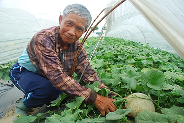 黃義紘農友示範田果實品質優良