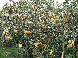 漫步在鄉間小路，隨處可見黃澄澄的柿子掛樹等待採收