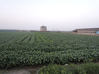 黑豆栽培示範田觀摩田區 