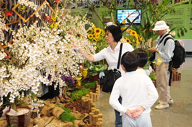 白色文心蘭花樹吸引民眾駐足欣賞