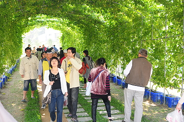 應用滴灌節水設施栽培的百香果棚架