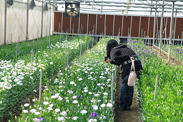 洋桔梗花卉溫室開放參觀