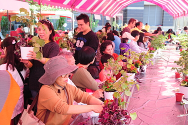 種苗協會的盆栽 DIY 教學