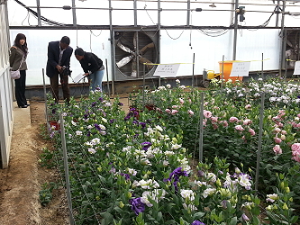 「 海地新聞網」拍攝本場洋桔梗品種 