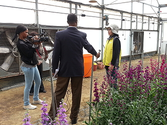 王美琴助理研究員現場錄影，介紹本場洋桔梗及紫羅蘭品種特色