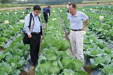 農委會科技處劉兆烘技正巡視甘藍品種圃