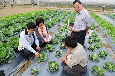 王場長及研究人員與 種苗業者 討論甘藍品種特性