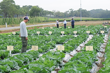 甘藍品種 展示圃