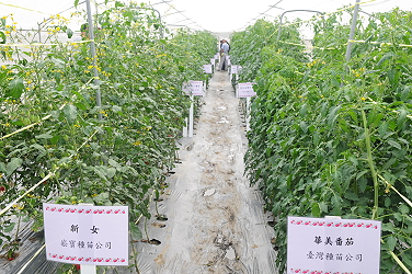 番茄品種展示圃