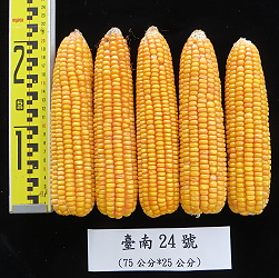 示範區中玉米臺南 24 號果穗飽滿