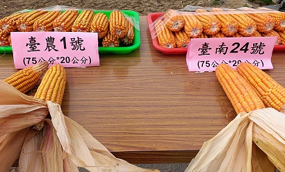 臺農 1 號及臺南 24 號種植行株距 7 5 × 20 公分之果穗，屬早熟品種，產量 8,300-8,500 公斤 / 公頃