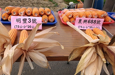 明豐 3 號及農興 688 種植行株距 7 5 × 20 公分之果穗，屬晚熟品種產量 9,000-9,200 公斤 / 公頃
