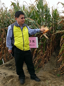 王仕賢場長巡視硬質玉米生育情形