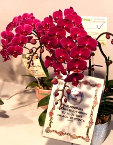 本場選育具絲絨質感深紅色小花獲得美國蘭花協會 (AOS) 頒予優質獎 (AM) 的殊榮