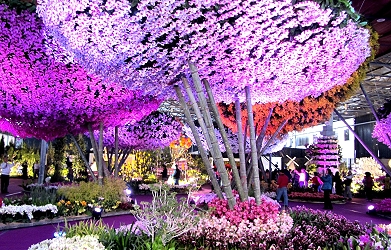 美呆了！蘭蕙館展出懸掛於空的數萬株蘭花造景，氣勢磅礡，美不勝收