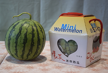 記者會迷你西瓜產品展示
