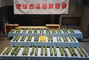 迷你西瓜品質競賽會場