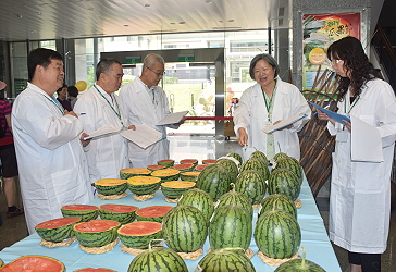 迷你西瓜品質競賽評審中 